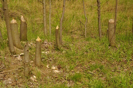 bobrek Bobry wykorzystuj drzewa do budowy tam i eremi. Uwielbiaj rwnie ogryza kor