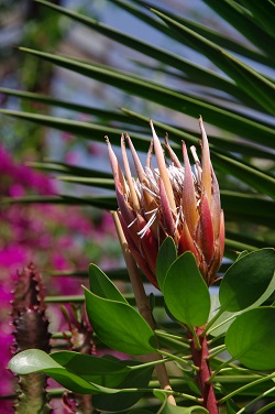 egzotarium Protea krlewska