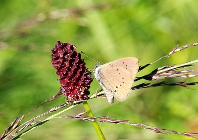 motyle2 Modraszek nausitous podczas spijania nektaru